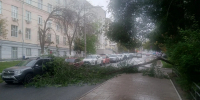 На улице Первомайской в Самаре упало дерево 24 августа - Комсомольская Правда Самара