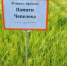 Уральский ячмень «Памяти Чепелева» признан лучшим сортом в России - ОТВ
