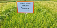 Уральский ячмень «Памяти Чепелева» признан лучшим сортом в России - ОТВ