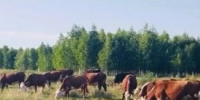 Аграрию из Притобольного округа помогла «Русская мечта» - Новый мир