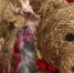 В Пскове открылся патриотический форум-фестиваль - ГТРК Псков