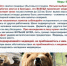 Правила поведения при встрече с медведем.. - Администрация Солонешенского района