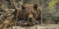 image - GazetaRB.Ru