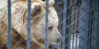В поселке Красноярского края медведь напал на собаку на глазах у хозяйки - Комсомольская Правда