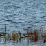 Водоем. Фото IRK.ru - Irk.Ru