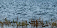 Водоем. Фото IRK.ru - Irk.Ru