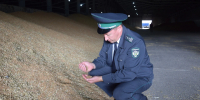 В Орловской области зерно могут испортить птицы и осадки - Комсомольская Правда