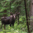 Нейросеть Midjourney - Cher-Poisk.Ru