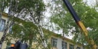 Сильный ветер повредил деревья и городские объекты в Великих Луках - Luki.Ru