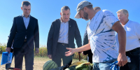 Губернатор Александр Хинштейн попробовал курские арбузы - Курская правда