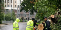 Рвали провода и выдирали деревья с корнями: власти Зеленоградска сравнили два сильнейших летних шторма (фото) - Новости Калининграда | Фото: сообщество администрации Зеленоградского муниципального округа / «ВКонтакте» - Klops.Ru