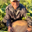 В Курске пенсионер вырастил 50-киллограмовые тыквы - ТК ТАКТ