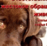 Меры ответственности за жестокое обращение с животными - Кигинский район
