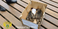 В Новосибирске прокуратура начала проверку из-за гибели уток в парке Каменка - Gorsite.Ru