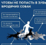 Внимание! Безнадзорные животные — это угроза безопасности. - Кадыйский район