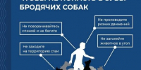 Внимание! Безнадзорные животные — это угроза безопасности. - Кадыйский район