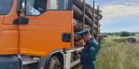 В Башкортостане количество незаконных рубок снизилось на 23% - Министерство лесного хозяйства