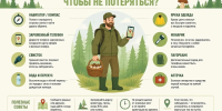 Памятка для грибника: Что взять с собой в лес - Кингисепп-сегодня.рф