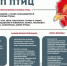 ПАМЯТКА ДЛЯ НАСЕЛЕНИЯ «МЕРОПРИЯТИЯ ПО ПРОФИЛАКТИКЕ ВЫСОКОПАТОГЕННОГО ГРИППА ПТИЦ». - Даровской район