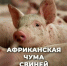 О мерах предосторожности в связи с сезонным возрастанием угрозы возникновения африканской чумы свиней (АЧС). - Шатровский муниципальный округ