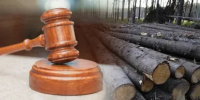 Уголовная ответственность за незаконную рубку лесных насаждений - Администрация МР