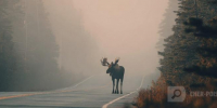 Нейросеть Midjourney - Cher-Poisk.Ru