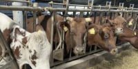 Калужская область вышла на второе место в стране по продуктивности молочного животноводства - Калужский перекрёсток