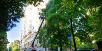В Сочи продолжается обработка зеленых насаждений от инвазивных вредителей на муниципальных территориях - Itar-TassKuban.Ru