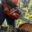 Ущерб на 21 миллион: в Башкирии незаконно вырубили более тысячи кубов леса - Комсомольская правда