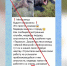 В сетях заговорили о нейтрализации медведя в центре Минусинска - ИА Хакасия