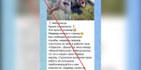 В сетях заговорили о нейтрализации медведя в центре Минусинска - ИА Хакасия
