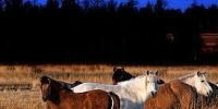Крупные животные на федеральных дорогах Якутии часто становятся причиной ДТП - ИА SakhaTime