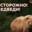 Осторожно: медведь в городе - Администрация г. Петропавловск-Камчатский