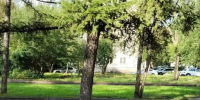 В Красноярске подрядчики проложили асфальтовую дорожку вокруг лиственницы. Фото: соцсети Сергея Верещагина - Седьмой канал
