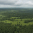 лес - Novosti-Saratova.Ru