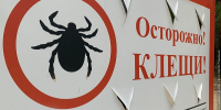 В Бурятии случаи укусов клещом перевалили за 5000 - ИА Байкал-Daily