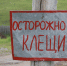 Клещевой энцефалит подтвержден у 29 человек в Томской области - Комсомольская Правда