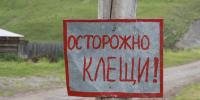 Клещевой энцефалит подтвержден у 29 человек в Томской области - Комсомольская Правда