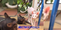 Воронежцев попросили помочь с поисками пропавшего на вокзале канадского сфинкса - ГТРК Воронеж