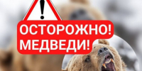 Осторожно: медведи!. - Красногорский район