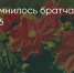 Поделитья во ВКонтакте - Братская Студия Телевидения