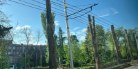 В Саратове проведут опиловку и вырубку деревьев за 3 миллиона рублей - ИА Версия-Саратов
