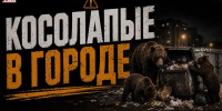 Видео - ТВН