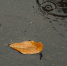 Дыхание осени ощутит Кубань: жара отступит под натиском непогоды - Кубанские Новости