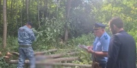 В Калужской области спиленное дерево убило электромонтёра - Калужский перекрёсток