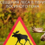  Вниманию жителей! Начался период гона у лосей!. - Свечинский муниципальный округ