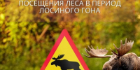  Вниманию жителей! Начался период гона у лосей!. - Свечинский муниципальный округ