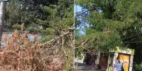 В Ростове спустя месяц после урагана не могут убрать дерево с проводов - DonDay.Ru