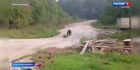 Медвежье лето - Вести Хакасия