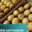 Для Самарской области картофелеводство — традиционная и стратегически значимая отрасль растениеводства. Она обеспечивает продовольственную безопасность региона, развитие сельских территорий и укрепление агропромышленного комплекса. - НИА Самара